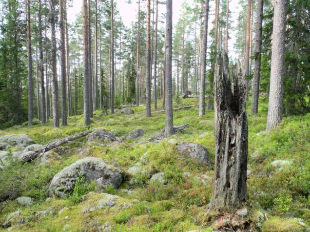 16. Filingsåsen-Svartbrunnen (427 hektar) Området är en svag nordsluttning med högproduktiv tallskog med naturskogskaraktär. Fältskiktet domineras av blåbärsris och därunder är det friskmossor.