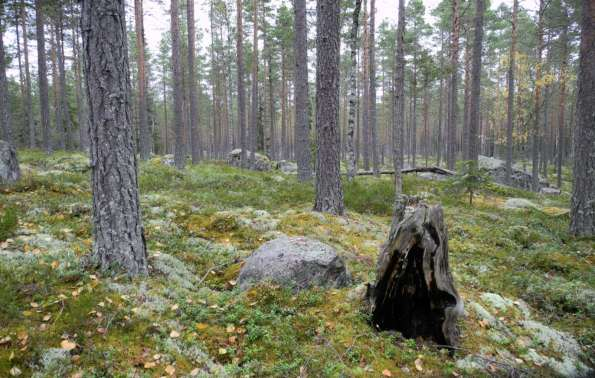 18. Lomvikstjärnarna (305 hektar) Detta område bildar tillsammans med Notsjöberget och Söder om Stora Tjädersjön ett genuint tallskogslandskap med gammelskog och höga biologiska värden.