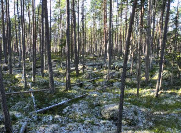 19. Söder om Stora Tjädersjön (391 hektar) Oerhört fina tallnaturskogar som i norra delen tråkigt nog blivit påverkade av gallringar under de senaste decennierna.