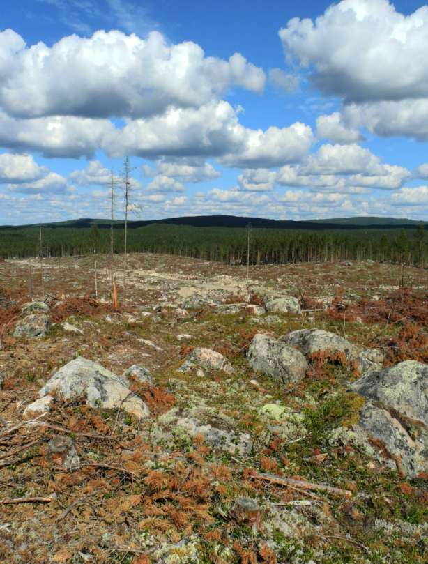 Oreskogen har negativt påverkats av det moderna industriella skogsbruket.