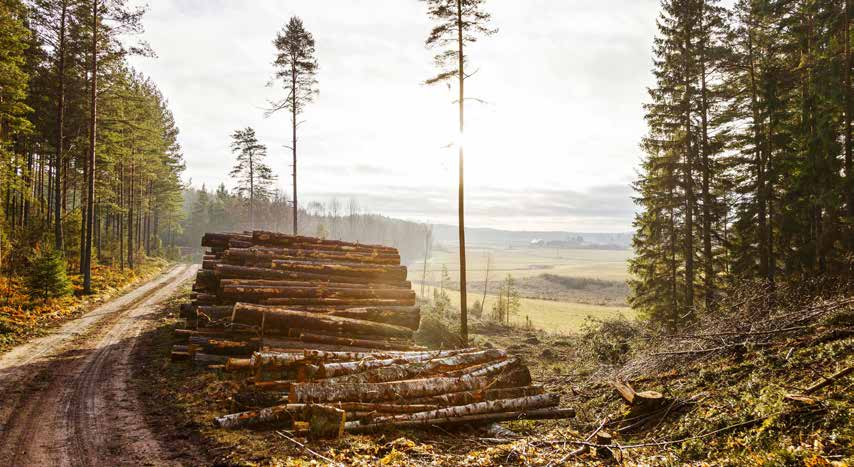 Ett skogsägande bolag med lönsamma industrier Skog På drygt en miljon hektar egen produktiv skogsmark bedrivs ett aktivt och hållbart skogsbruk.