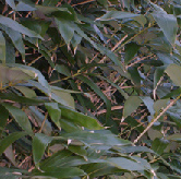 rubra Silverpäron, Pyrus salicifolia Pendula Äpple, Malus efter smak (tex Mio, Aroma) Häck Bok, Fagus sylvatica, färdig häck.