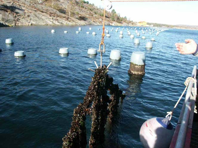 Användning av musslor och musselrester som gödselmedel i jordbruket Inledning Delprojektet Användning av musslor och musselrester som gödselmedel i jordbruket, har ingått som en del i det större