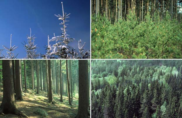 RAPPORT 11F 2001 Temaserie: MARKFÖRSURNING & MOTÅTGÄRDER Effekter på skogsproduktion av