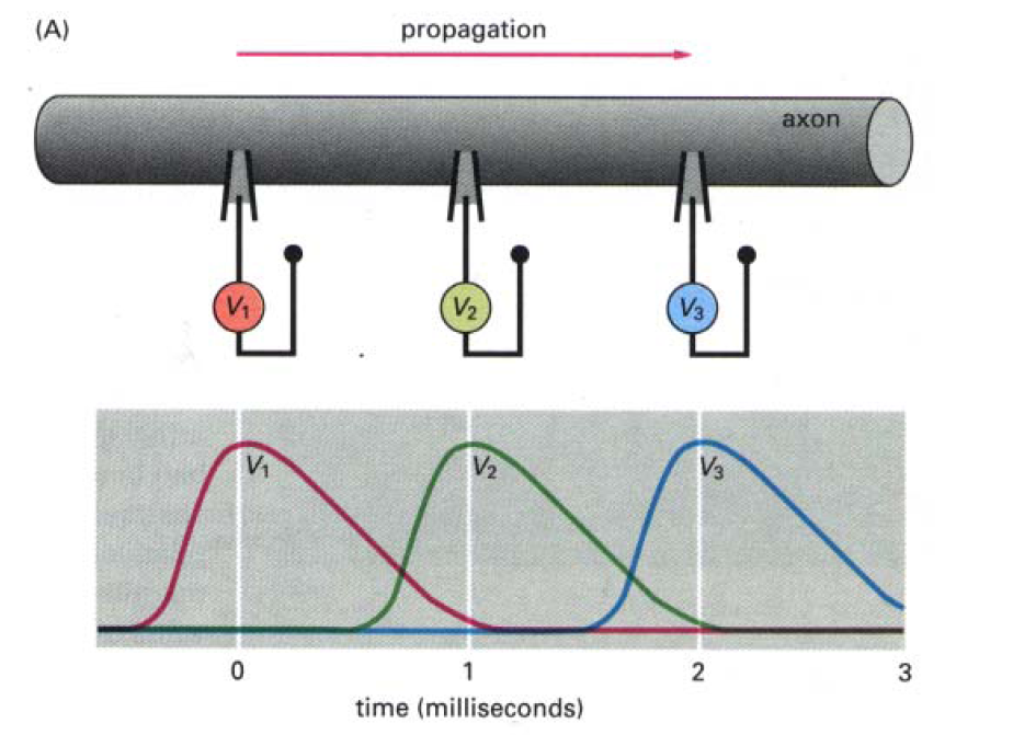 PropagaBon av akbonspotenbal längs axonen Nervsignalen propagerar med hjälp av en serie av akbonspotenbaler som steg för steg triggar igång nya