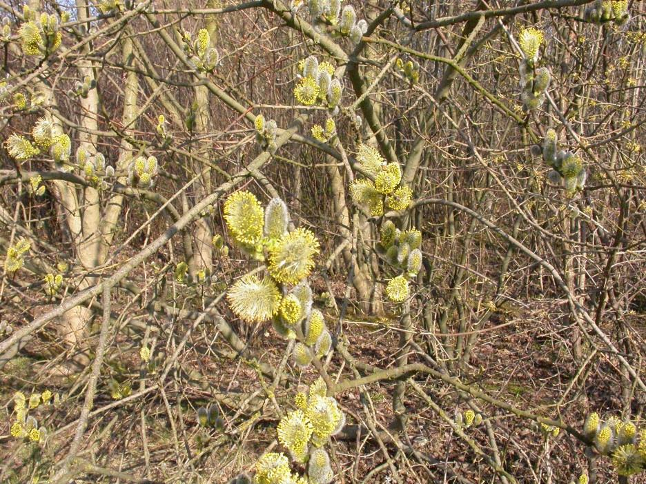 De vuxna blomflugorna behöver pollen och nektar