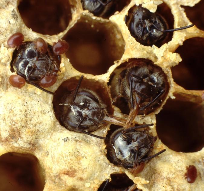 anledningen till massdöd i bin i