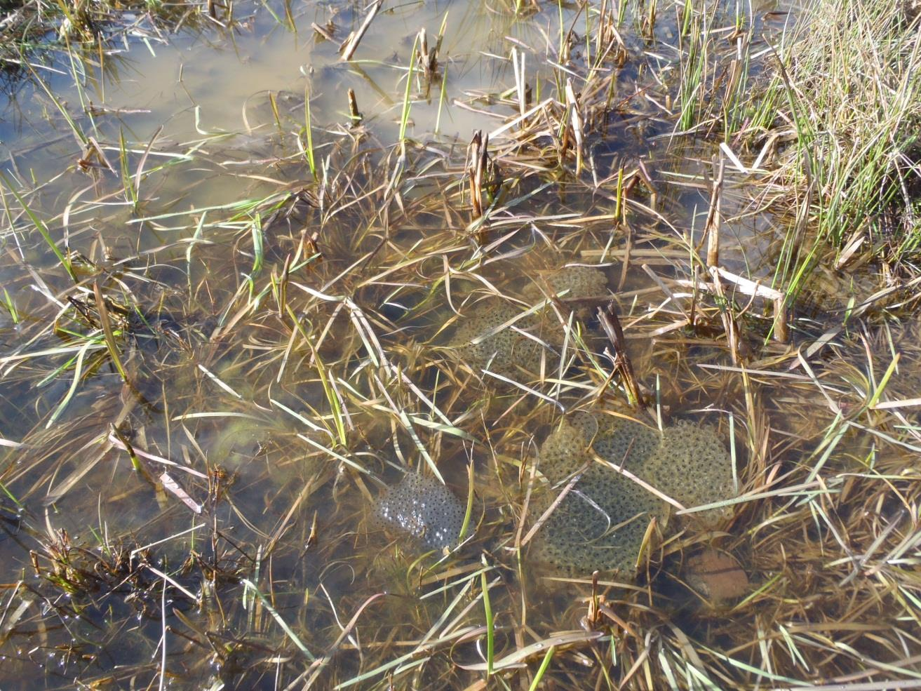 Resultat Stora Viken Damm 1 Belägen närmast fågeltornet. Klart till något grumligt vatten, omkring 1-2 dm djupt. I maj 2016 noterades fisk, både små (ca 1,5-2 cm) och mellanstora (ca 5-7 cm).