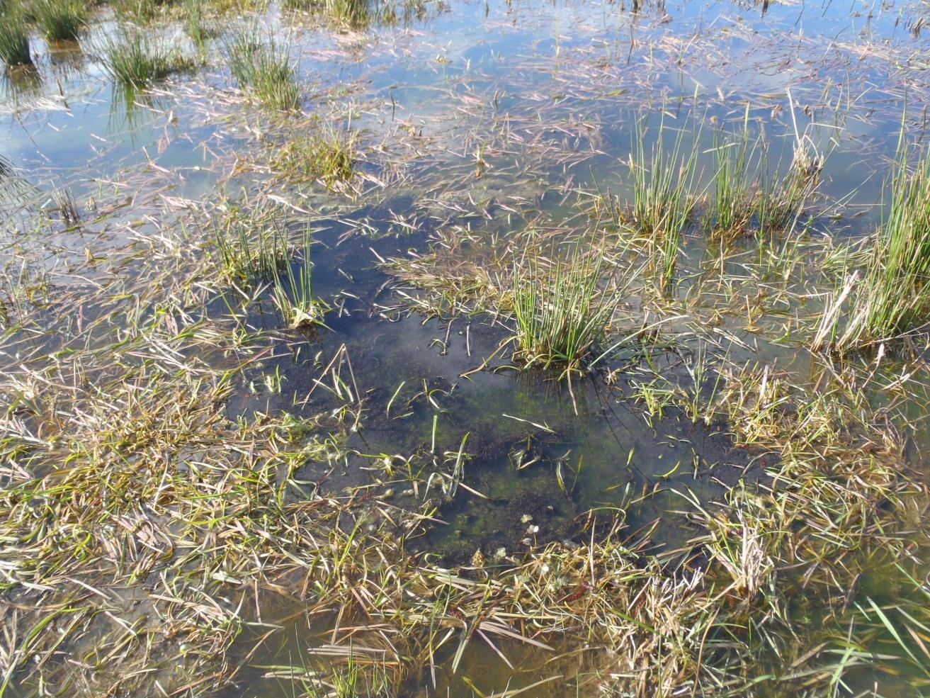 Damm 2 Klart till något grumligt vatten, omkring 1-3 dm djupt. I maj 2016 noterades ganska rikligt med småfisk (några cm stora).