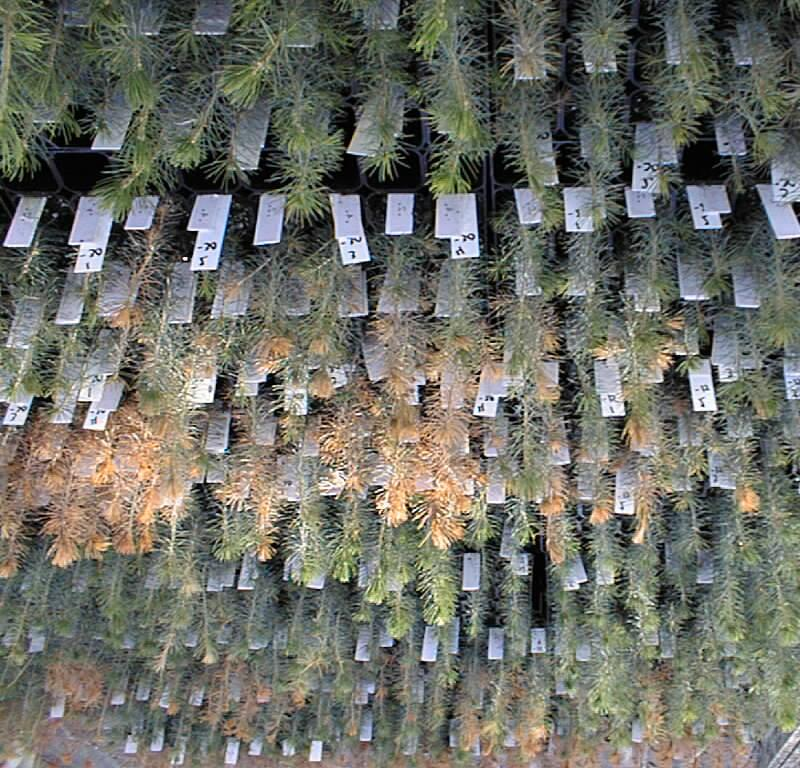 Nr 417 1999 Härdighet hos granplantagematerial i södra Sverige resultat från en pilotstudie Karl-Anders