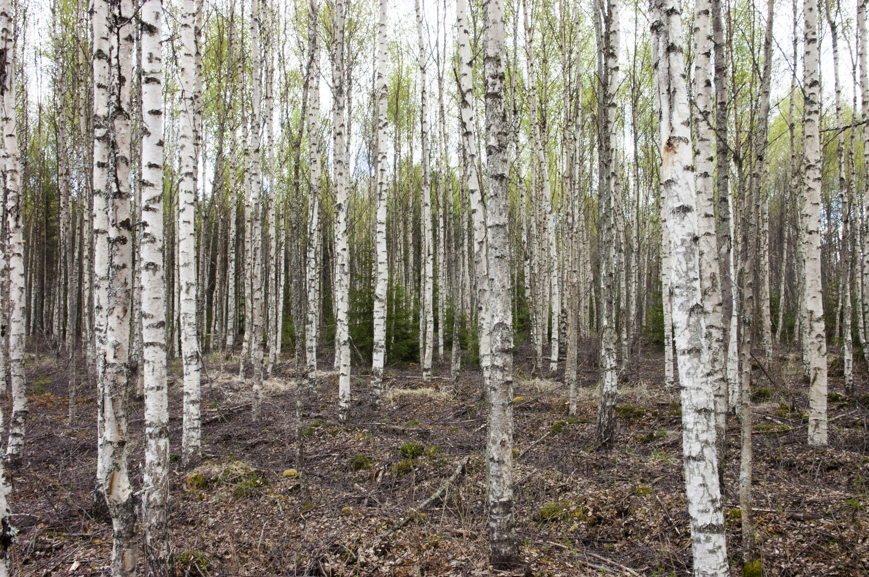 Näsmyren efterbehandlades till skog - 20 år senare bildar träden en rik skog.