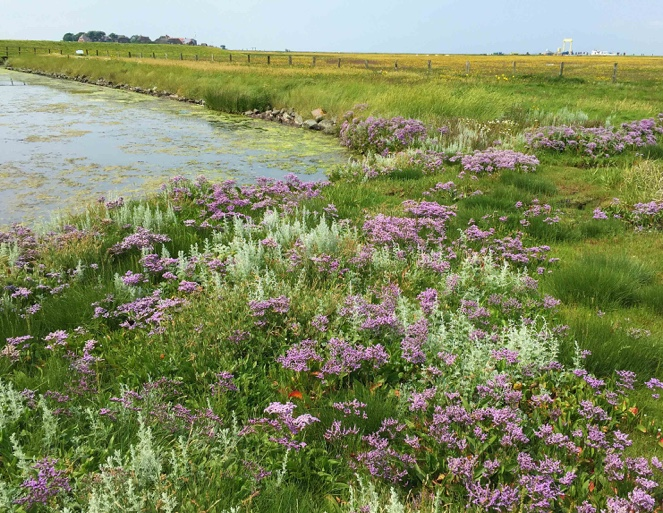 FRISTADS NATURSKYDDSFÖRENING Hallig Hooge Våra värdar är också med oss till ön Hallig Hooge, ut i vattenriket.