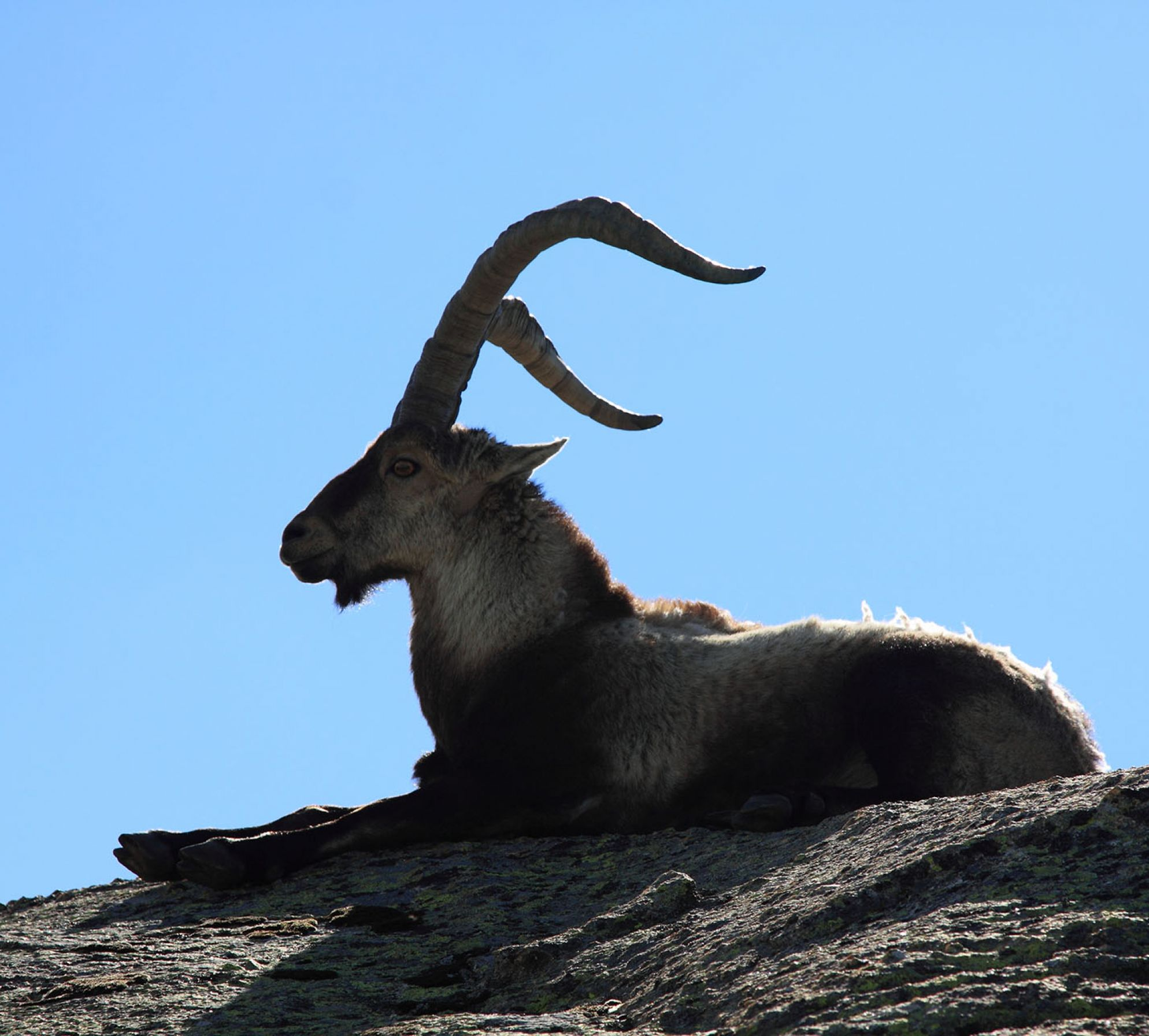 ESAN: Jakt ALLT OM JAKTR på Gredos Ibex JAKT PÅ