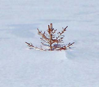 Vindens påverkan (uttorkning och mekanisk nötning, abrasion) är nämligen allra störst närmast snöytan. Foto: Lisa Öberg, 2009.