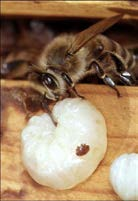 3.2.18-5072/15 Avel för Varroatolerans Breeding for Varroa tolerance 9 Sökanden: LundsBiavelsklubb ek för Projektledare: Bengt Vindelgatan Andreasson 4A vindelgatan 4A 24762 Veberöd bengt.