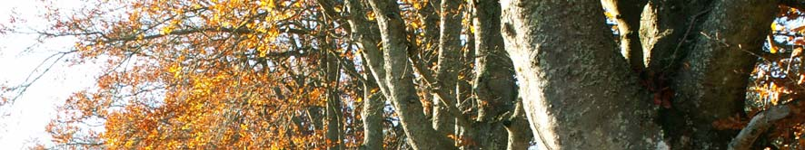 2 Inledning Sverige är ett av länderna i norra Europa med störst förekomst av jätteträd och har därmed ett stort ansvar för bevarandet av denna miljö samt de arter och ekosystemtjänster träden ger
