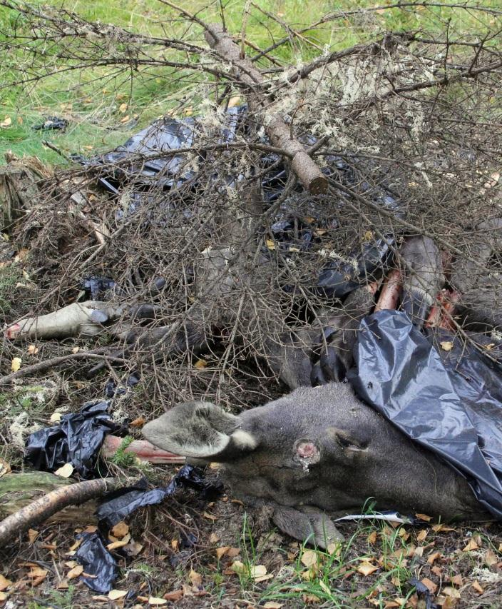 Bild 9. Samma åtel som i bild 8. Huvud, ben och andra delar av älg (i plastsäckar) finns utlagda. Foto: Länsstyrelsen.