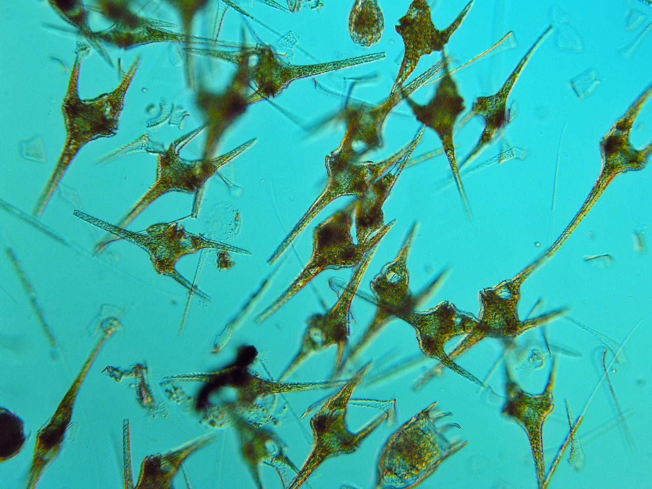 Växt- och djurplankton i skånska sjöar Långtidsutvärdering av planktonsamhällena i