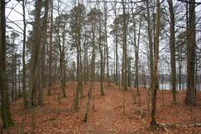6 Skötselområde Ädellövskog med tallinslag, 6,6 hektar Beskrivning: Ädellövskog bestående av i huvudsak bok (cirka 90%) med ett begränsat inslag av ek (cirka 1%).