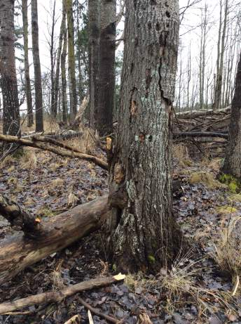 Här finns grova ekar med gulpudrad spiklav och förutsättningar för den hålträdsfauna som finns knuten till gamla grova ekar.