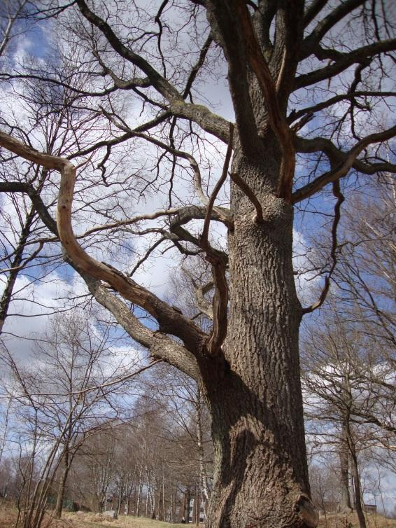 På gräsmattorna finns några stora spridda ekar (Quercus robur), en lekplats samt ett par bänkar och soptunnor. På gräsmattan finns en liten slänt/backe som vetter åt sydost-syd-sydväst.