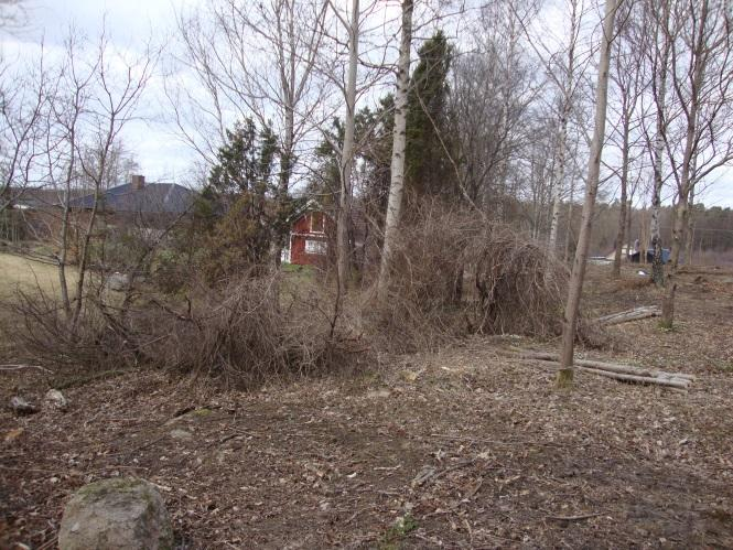 Det här är troligtvis det område där det finns högst biologisk mångfald. Träden i den här skogen är för det mesta ganska smala och unga, men det finns även några äldre, grova aspar och sälgar.