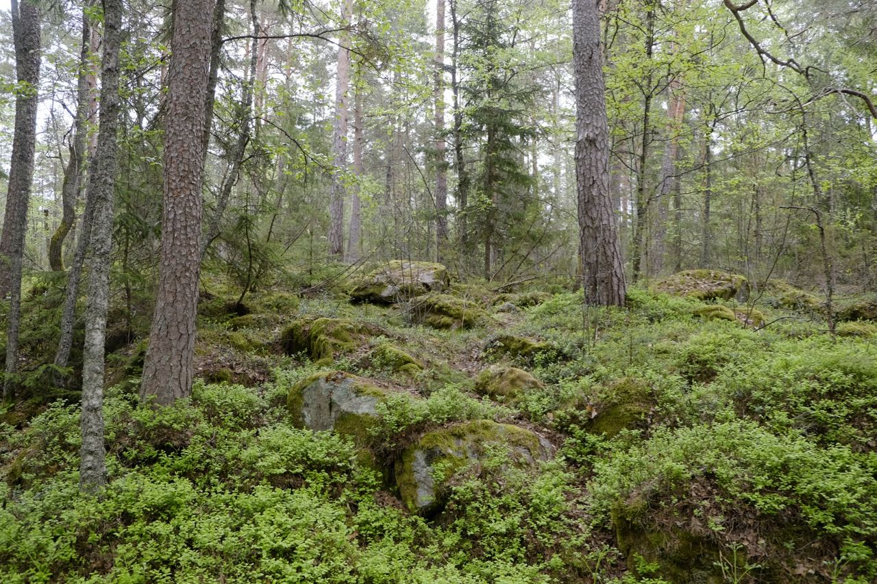 Foto från delområdet i närheten av korsande kraftledning.