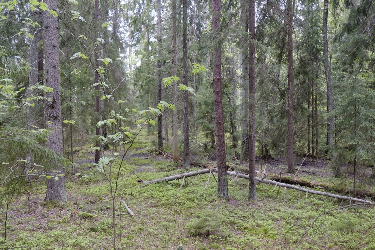 Foto över delområdet med äldre liggande död ved i en mosaik av