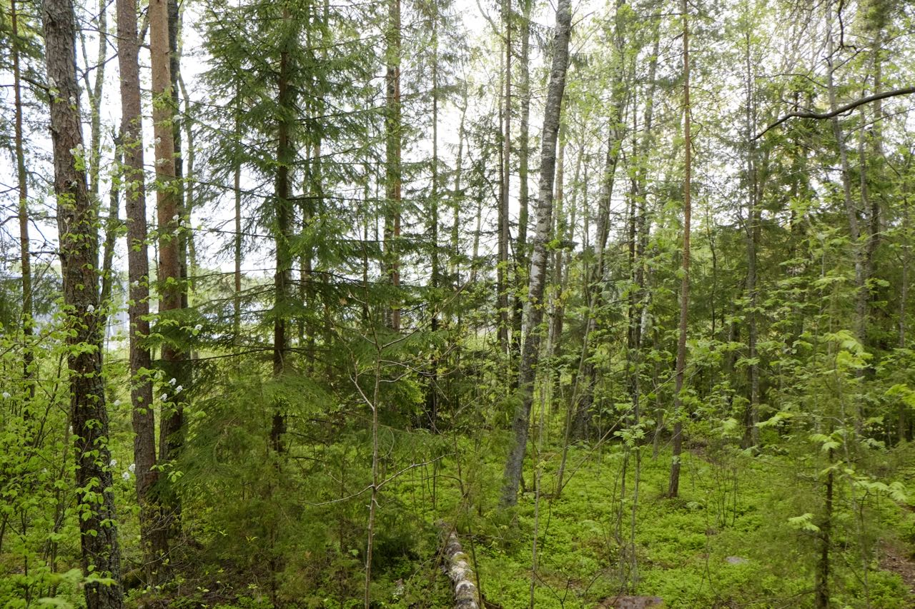 Foto från delområdets södra del, även här finns liggande död