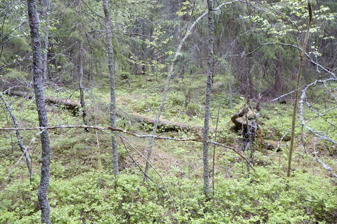 liggande död ved.