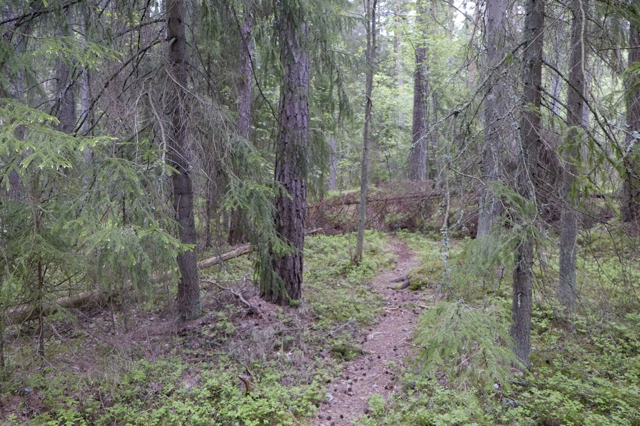 Foto på delområdets norra delar.