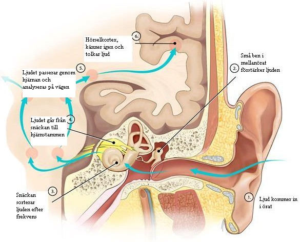 Det centrala hörselsystemet. Nervimpulser skickas från innerörat via bland annat hjärnstammen till hörselkortex, se figur 4.