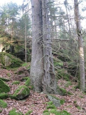 Inslaget av gran är större här än i andra delar av området. Delområdet är cirka 60 x 20 meter och består av en skuggad klippbrant med fint mikroklimat för mossor och lavar.