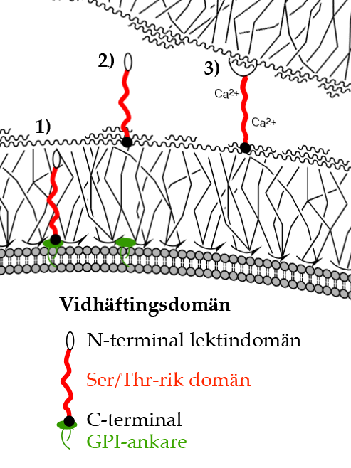 2 SYFTE Syftet med arbetet är att undersöka om FLO12hyp är en ny gen hos jäststammen Saccharomyces cerevisiae CCUG 53310, samt utvärdera hur flockuleringsegenskaperna påverkas av en förändring i
