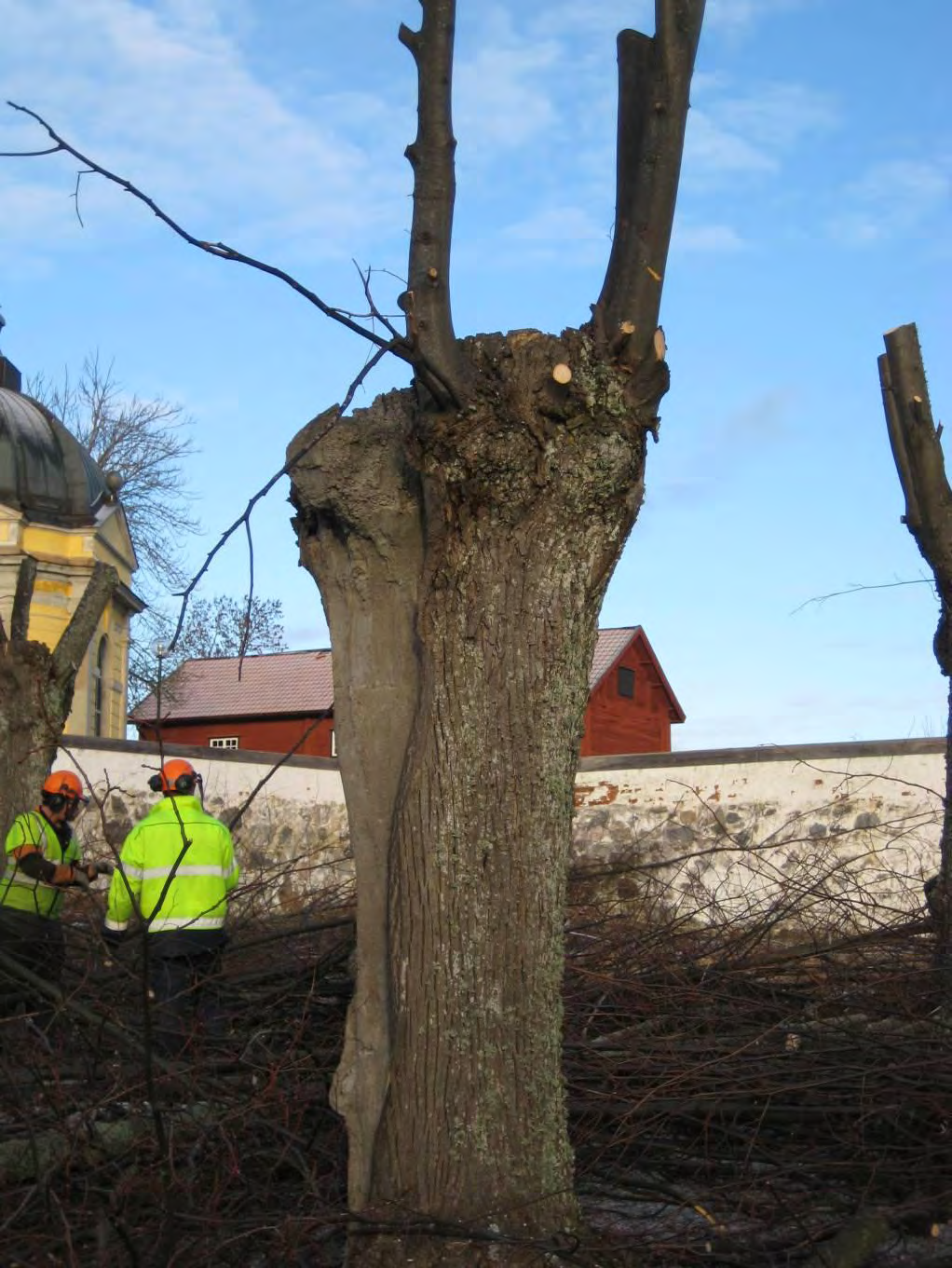 Figur 11. Betongfyllning i en ihålig stam i kyrkoallén. Den sista beskärningen har efterlämnat träd med stora snittytor på huvudstammarna på cirka tre meters höjd.