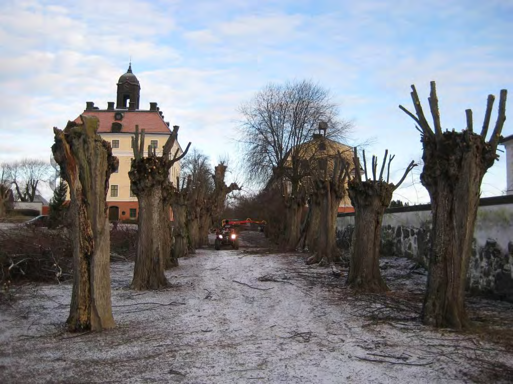 Figur 16. Fyrhjuling med skogskärra och kran körde bort allt ris.