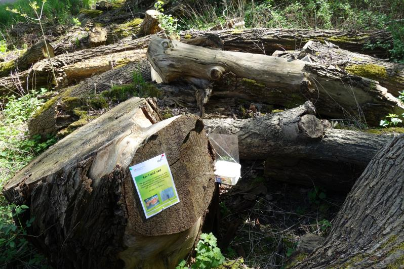 Skogen är uppvuxen och ganska grov. I kanten av denna skog ligger utplacerat ett 30-tal grova till mycket grova stammar av knäckepil, bok, al och enstaka björkar.