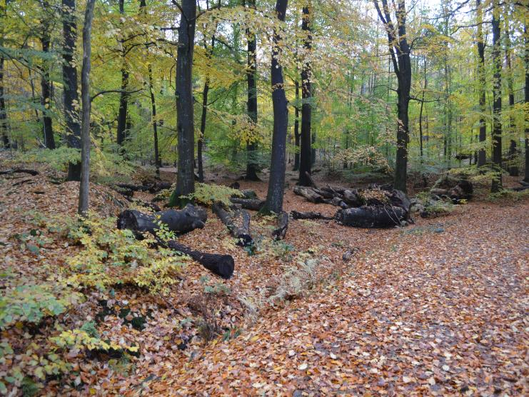 Stora Torp Denna lokal ligger i en högstammig och grov bokskog med små inslag av ek och björk intill en stig strax söder om Stora Torp. I skogen sjunger skogsduvan om våren.
