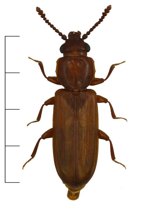 Gran Pediacus depressus (VU) En plattbagge (Cucujidae) som förekommer sällsynt i södra och mellersta Sverige, och särskilt i Västsverige ansedd vara en mycket exklusiv art (figur 15).