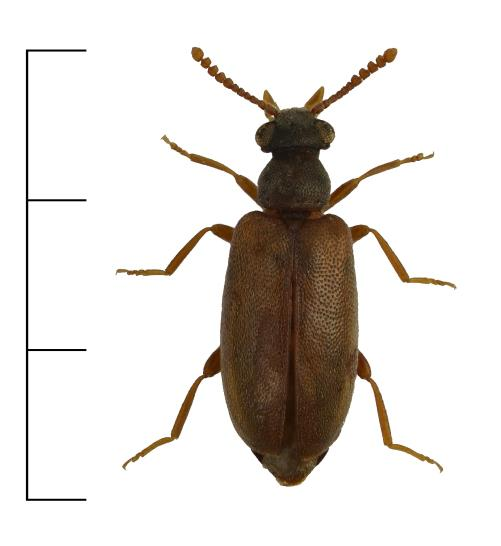 Figur 16. Pseudanidorus pentatomus. Foto: O.