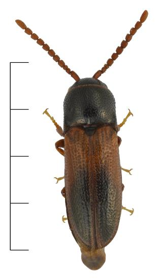 Triplax rufipes (NT) En trädsvampbagge (Erotylidae) som förekommer allmänt till mindre allmänt i södra och mellersta Sverige.