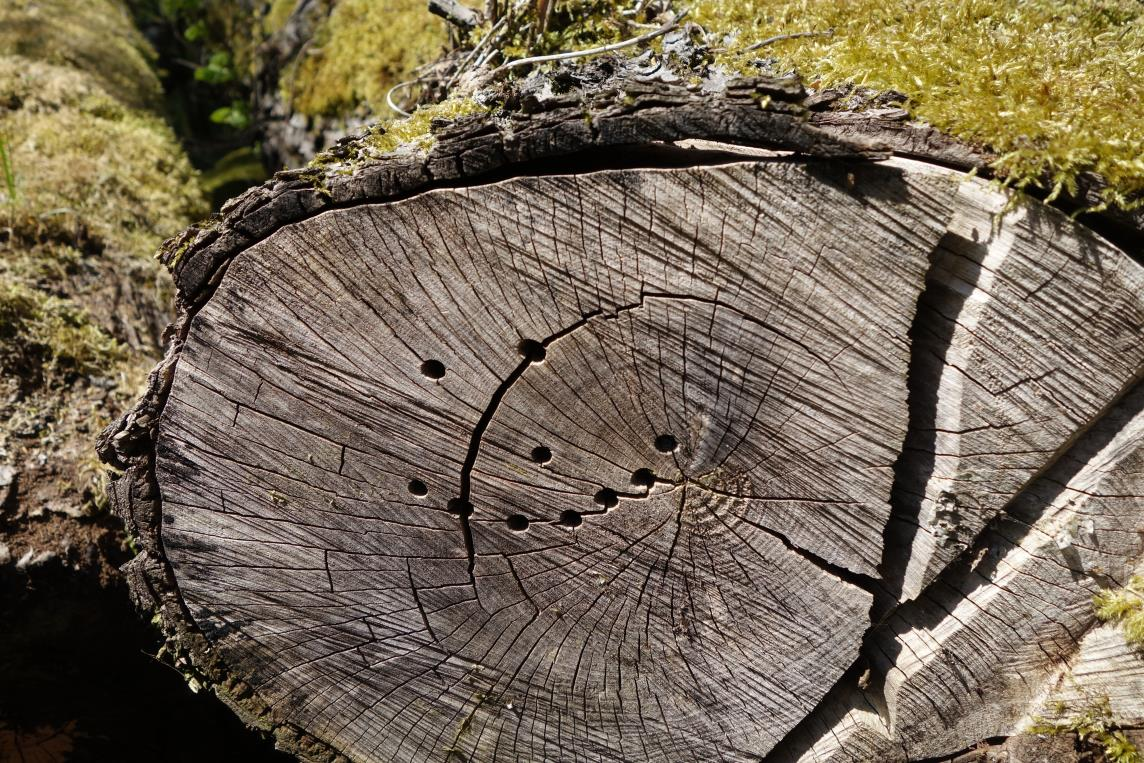 Park- och naturförvaltningen i Göteborg, 2011. Grova träd. Råd och riktlinjer för hantering av grova träd och almved i Göteborgs kommun. Rapport 2011:2. Skogsstyrelsen 2015.