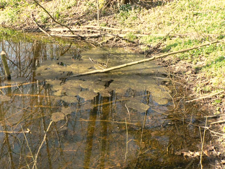 Större vattensalamander och andra groddjur i Hovdala naturområde En inventering