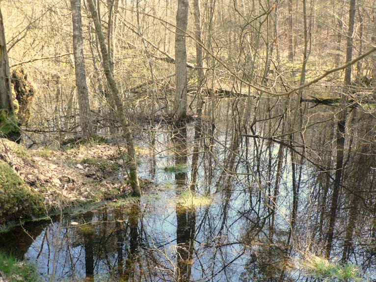 dammen (lokal 3) och Mjölmöllan ligger ett parti med översvämmad skog.