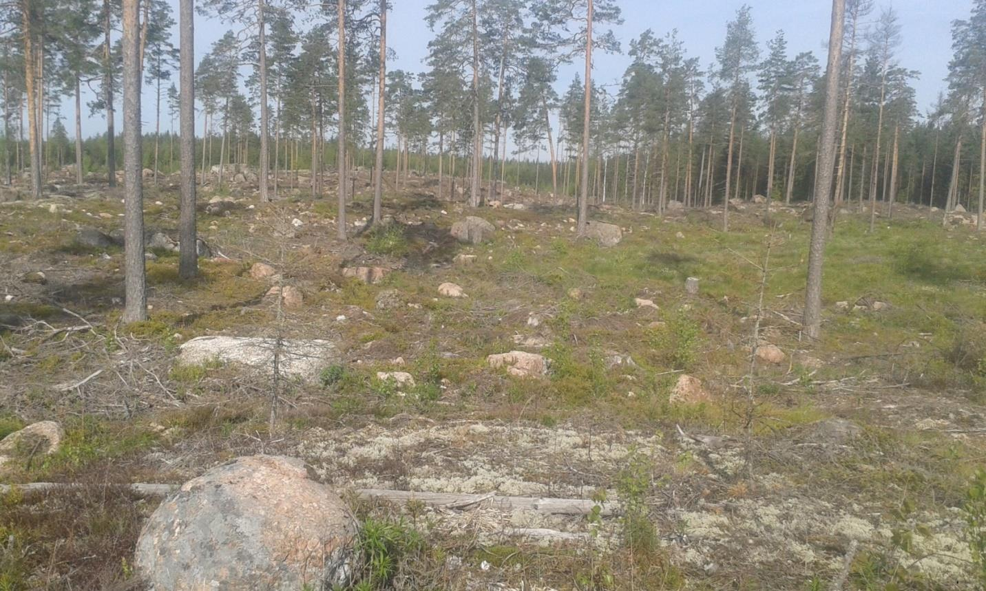 5.3 Naturligförnyelse Man utför naturligförnyelse endast vid sidan av eller på de marker som har bra kvalitets fröträd i beståndet.