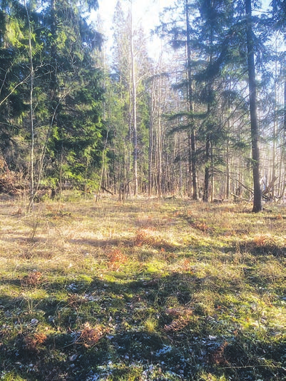 Mellan röjningsrösena kunde en röjd yta skönjas. Detta kan möjligen vara en odlingsyta eller dylikt. I övrigt fanns inga tecken på andra lämningar eller aktiviteter.