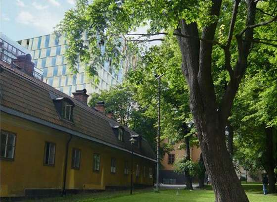 En illustration från kyrkogården som visar de stora träd som under sommaren ger skugga på kyrkogården.
