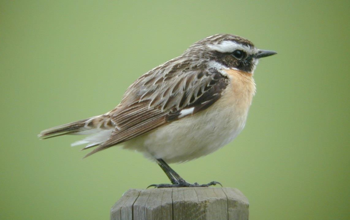 Buskskvätta Sävsångare håller till i sjöar med vass och buskar. 58 par noterades de flesta i Mucketjärn. Rörsångare kräver bladvass för att häcka och hördes endast i Mucketjärn med 5 sjungande fåglar.