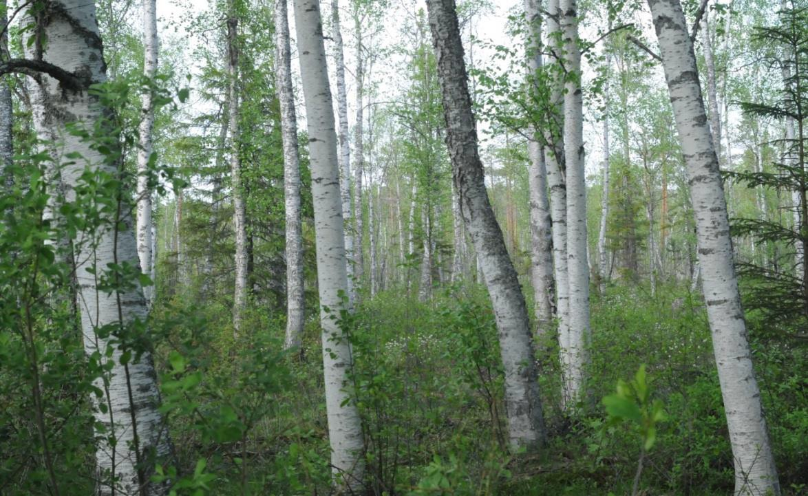 Vägnans västra del som ingår i området häckade bl.a. brun kärrhök, skedand och bläsand.