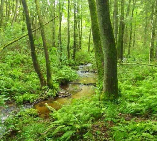 Vattenvegetation 3 2 1 0 Övervattensv Flytbladsv Uv hela blad Uv fingren. Rosettväxter Trådalger Påväxtalger Fontinalis Kuddmossor Figur 28. Relativ förekomst av vattenvegetation i Skrålabäcken.